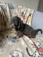 Lyon, a male Dachshund for sale in Sebring, FL – Photo 6 of 8