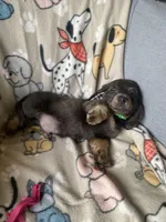 Lyon, a male Dachshund for sale in Sebring, FL – Photo 4 of 8