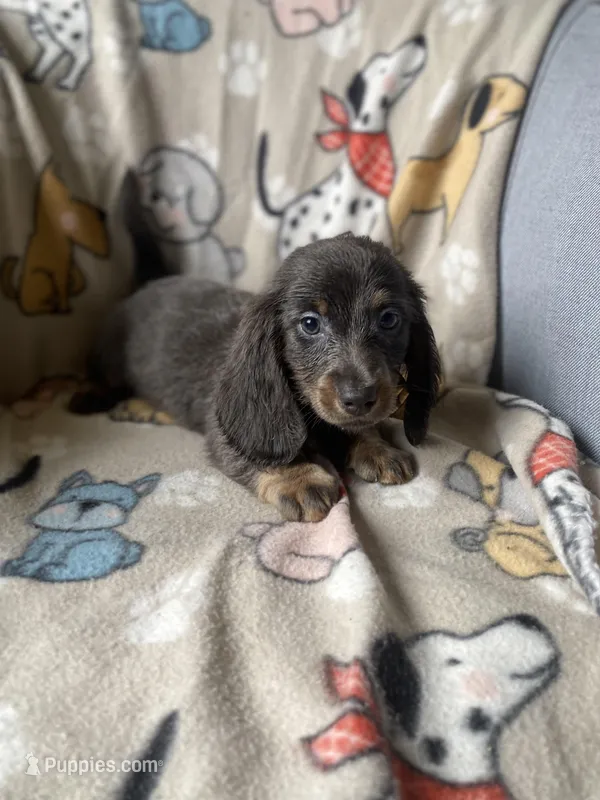 Lyon – Dachshund puppy for sale in Sebring, FL