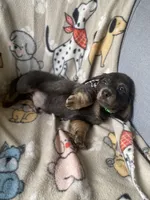 Lyon, a male Dachshund for sale in Sebring, FL – Photo 3 of 8