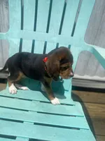 Duchess, a female Beagle for sale in Sebring, FL – 4 of 6