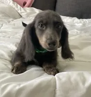 Bear, a male Basset Hound and Dachshund for sale in Sebring, FL – Photo 8 of 9