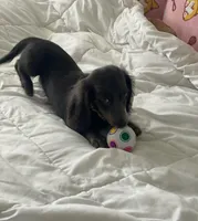 Bear, a male Basset Hound and Dachshund for sale in Sebring, FL – Photo 7 of 9