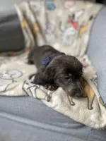 Bear, a male Dachshund for sale in Sebring, FL – Photo 2 of 6