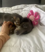 Bear, a male Basset Hound and Dachshund for sale in Sebring, FL – Photo 3 of 9