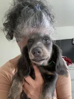 Bear, a male Basset Hound and Dachshund for sale in Sebring, FL – Photo 2 of 9