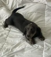 Bear, a male Basset Hound and Dachshund for sale in Sebring, FL – Photo 9 of 9