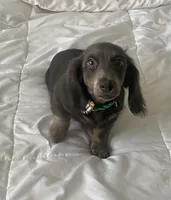 Bear, a male Basset Hound and Dachshund for sale in Sebring, FL – Photo 6 of 9