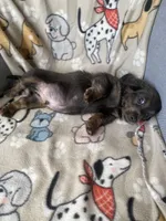 Bear, a male Dachshund for sale in Sebring, FL – Photo 4 of 6