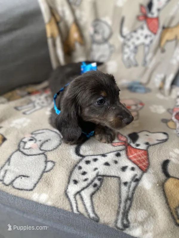 Bear – Dachshund puppy for sale in Sebring, FL