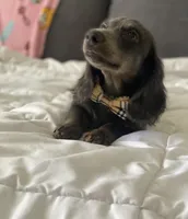 Bear, a male Basset Hound and Dachshund for sale in Sebring, FL – Photo 4 of 9