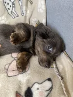 Bear, a male Dachshund for sale in Sebring, FL – Photo 6 of 6