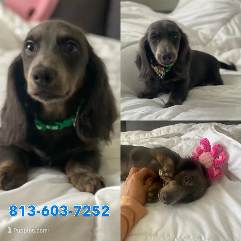 Bear – Basset Hound, Dachshund puppy for sale in Sebring, FL