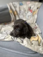 Bear, a male Dachshund for sale in Sebring, FL – Photo 3 of 6