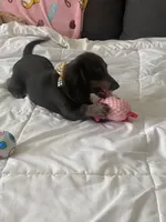 Bear, a male Basset Hound and Dachshund for sale in Sebring, FL – Photo 5 of 9