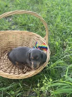 Pollux, a male Dachshund for sale in Sebring, FL – 5 of 7