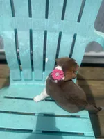 Abby, a female Beagle for sale in Sebring, FL – 4 of 6