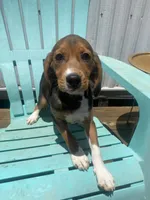 Duchess, a female Beagle for sale in Sebring, FL – 4 of 9