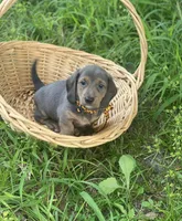 Castor, a male Dachshund for sale in Sebring, FL – 2 of 6