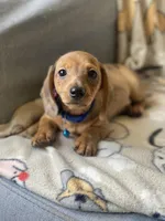 Loki, a male Dachshund for sale in Sebring, FL – Photo 4 of 6