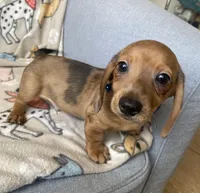 Loki, a male Dachshund for sale in Sebring, FL – Photo 5 of 6