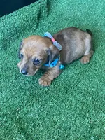 Bailey, a male Dachshund for sale in Sebring, FL – Photo 2 of 4
