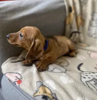 Loki, a male Dachshund for sale in Sebring, FL – Photo 3 of 6