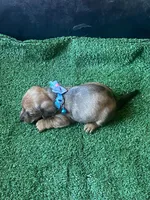 Bailey, a male Dachshund for sale in Sebring, FL – Photo 3 of 4