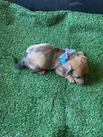 Bailey, a male Dachshund for sale in Sebring, FL – Photo 4 of 4