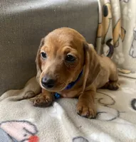 Loki, a male Dachshund for sale in Sebring, FL – Photo 6 of 6