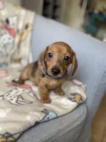 Loki, a male Dachshund for sale in Sebring, FL – Photo 2 of 6