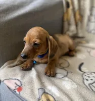 Loki, a male Dachshund for sale in Sebring, FL – Photo 1 of 6