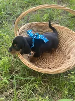 Backy, a male Dachshund for sale in Sebring, FL – 5 of 5