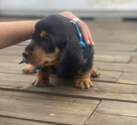 Backy, a male Dachshund for sale in Sebring, FL – 3 of 5