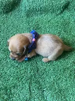 Buddy, a male Miniature Dachshund for sale in Sebring, FL – Photo 3 of 4