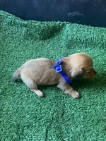 Buddy, a male Miniature Dachshund for sale in Sebring, FL – Photo 4 of 4