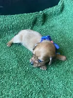 Buddy, a male Miniature Dachshund for sale in Sebring, FL – Photo 2 of 4