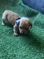 Buddy, a male Miniature Dachshund for sale in Sebring, FL – Photo 1 of 4