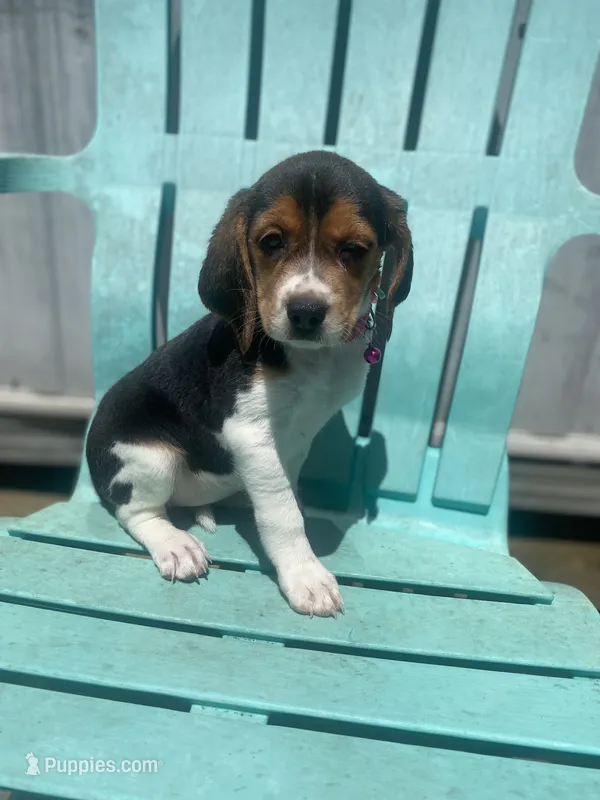 Princess  – Beagle puppy for sale in Sebring, FL