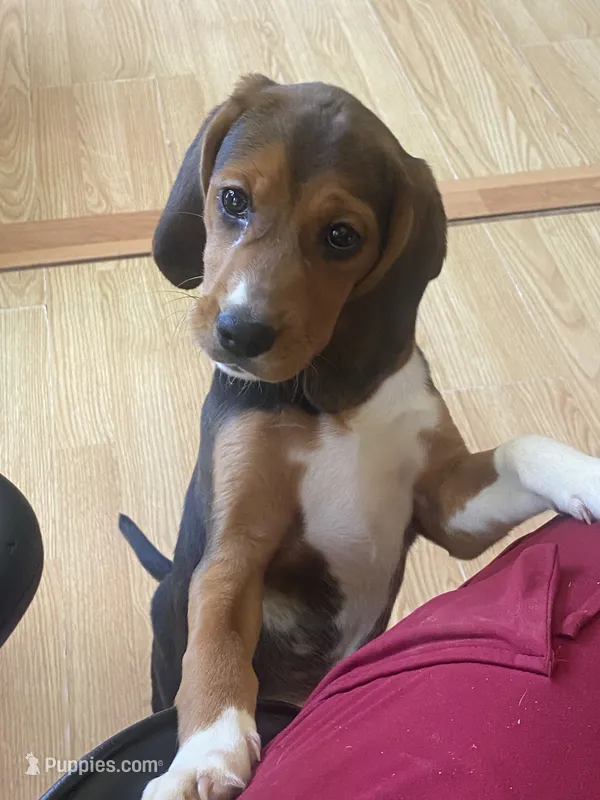 Duchess – Beagle puppy for sale in Sebring, FL