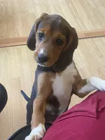 Duchess, a female Beagle for sale in Sebring, FL – 1 of 9