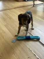 Duchess, a female Beagle for sale in Sebring, FL – 5 of 9