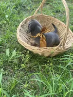 Castor, a male Dachshund for sale in Sebring, FL – 6 of 6