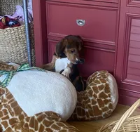Duchess, a female Beagle for sale in Sebring, FL – 2 of 9
