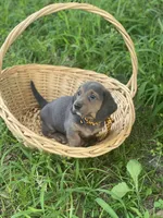 Castor, a male Dachshund for sale in Sebring, FL – 5 of 6