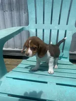 Abby, a female Beagle for sale in Sebring, FL – 6 of 6