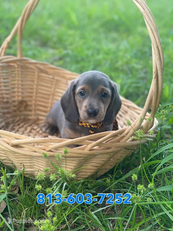 Castor – Dachshund puppy for sale in Sebring, FL