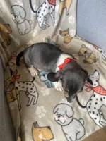 Blue, a male Dachshund for sale in Sebring, FL – Photo 4 of 7