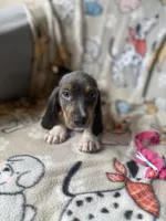 Blue, a male Dachshund for sale in Sebring, FL – Photo 2 of 7