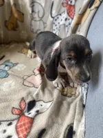 Blue, a male Dachshund for sale in Sebring, FL – Photo 6 of 7